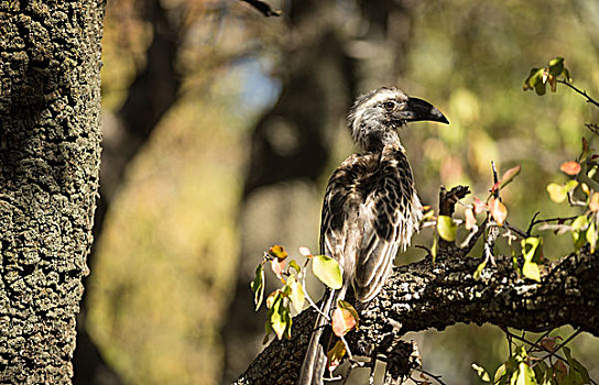 鸟,栖息,枝头,南非