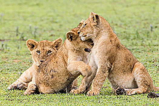 三个,幼狮,玩,草地,一个,坐,搂抱,背影,幼兽,头部,爪子,看镜头