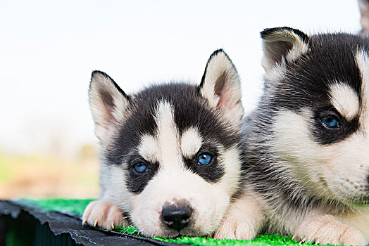 哈士奇幼犬