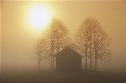 谷仓,树,太阳,晨雾,巴伐利亚,德国