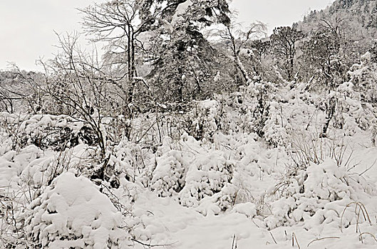 成都西岭雪山美丽雪景