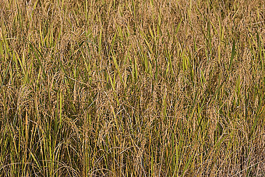 金色,稻田,孟加拉,十二月,2008年