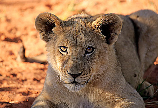 狮子,幼兽,四个,禁猎区,卡拉哈里沙漠,南非,非洲
