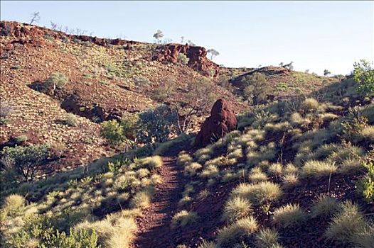 徒步旅行,峡谷,区域,西澳大利亚