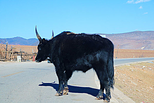 香格里拉牦牛