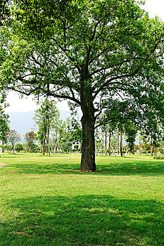 公园中的树