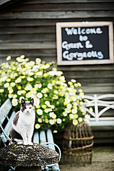 猫,坐,长椅,开花植物,商业,植物培育,黑板,标识