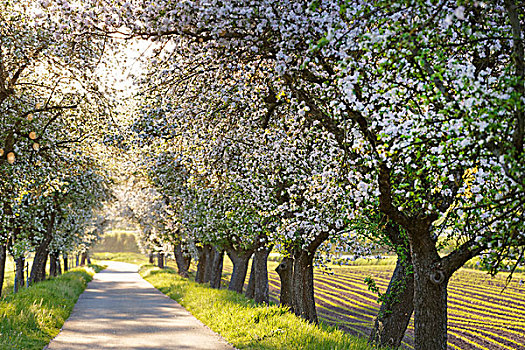 自行车道,排列,花,苹果树,靠近,迈恩泰,上弗兰科尼亚,弗兰克尼亚,巴伐利亚,德国,欧洲