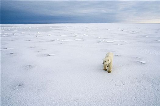 北极熊,冰,戈登,哈得逊湾