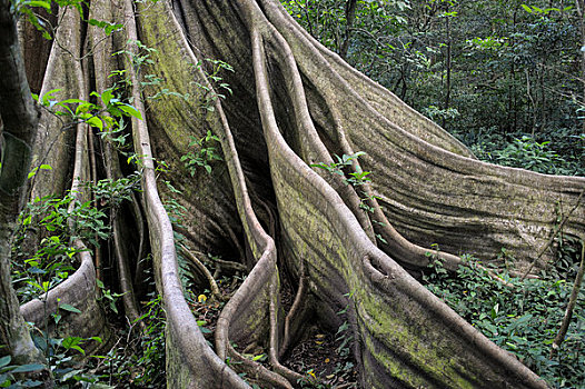 哥斯达黎加,热带雨林