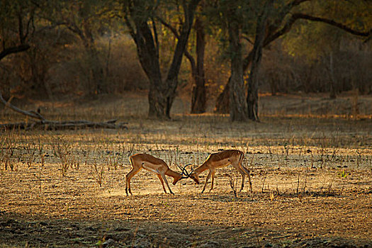 雄性,黑斑羚,争斗,国家公园,津巴布韦,非洲