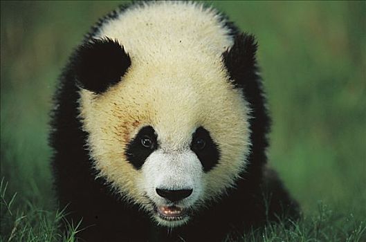 大熊猫,肖像,幼兽,成都,熊猫,饲养,研究中心,四川,中国