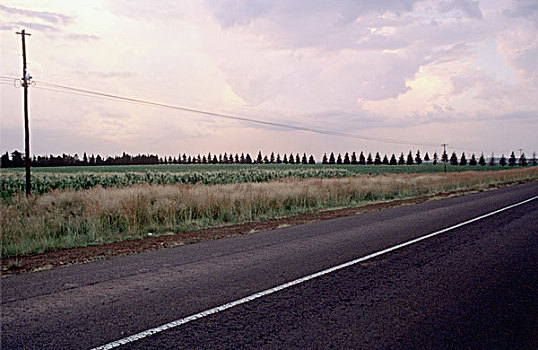 排,树,道路