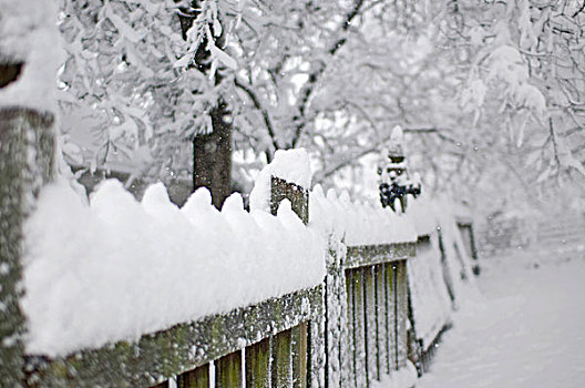 雪,木头,栅栏,冬天,自然,寒冷