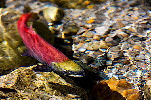 三文魚,上游,卵,地面,不列顛哥倫比亞省,加拿大