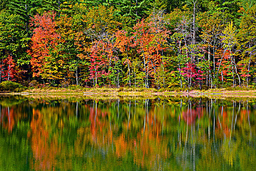 反射,秋色,湖,州立公园,新罕布什尔,美国