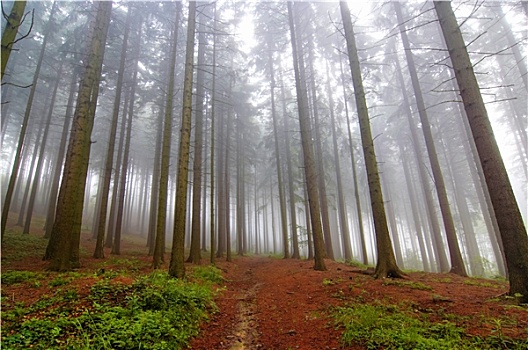 针叶树,树林,雾