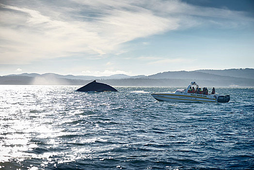 人,观鲸,游船,跟随,驼背鲸,大翅鲸属,鲸鱼,靠近,温哥华岛,不列颠哥伦比亚省,加拿大,北美