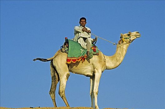 骆驼,骑,沙漠,埃及