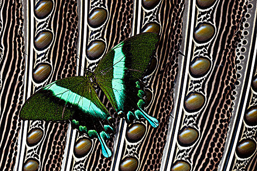 燕尾蝶,羽毛,设计