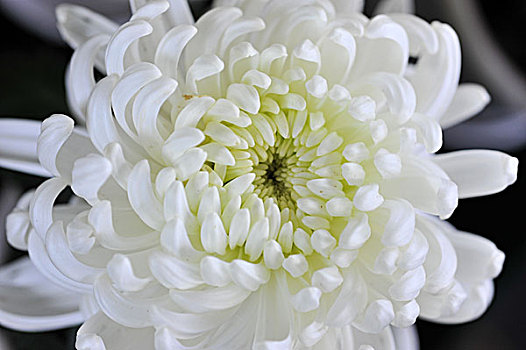 白色,菊花,隔绝,黑色背景,背景