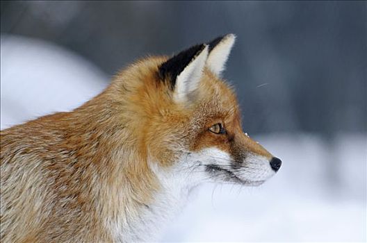 红狐,狐属,肖像