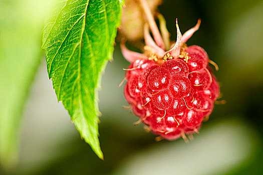 成熟,红色树莓,灌木