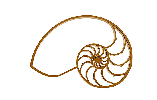化石,鹦鹉螺