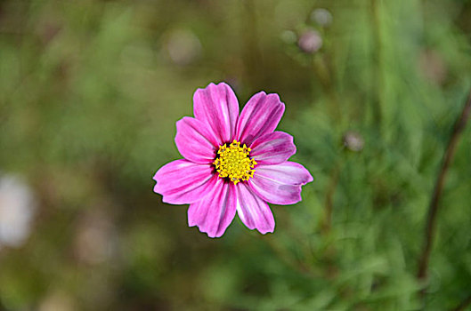 头状花序