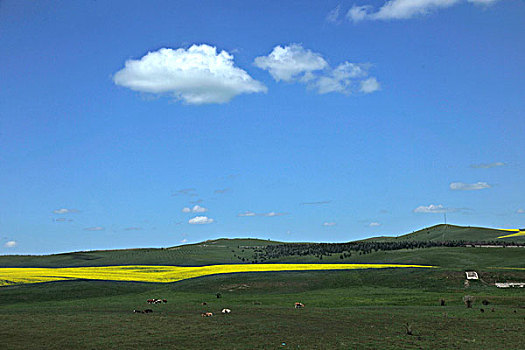 内蒙古呼伦贝尔阿尔山草原上盛开的油菜花