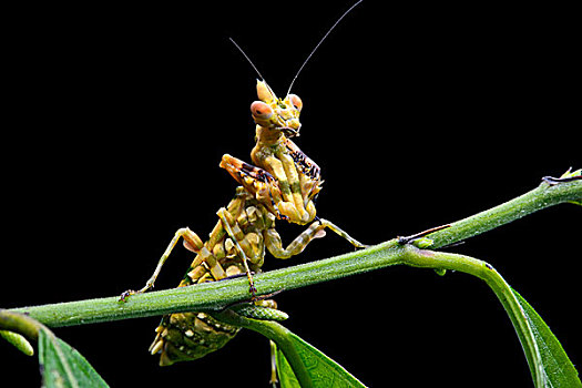 合掌螳螂,绿色,标记,保护色,亚马逊雨林,国家公园,厄瓜多尔,南美