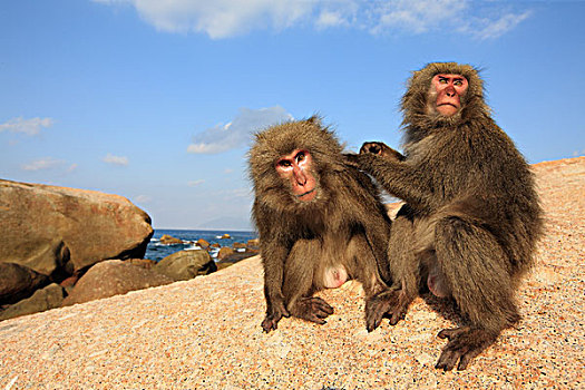 日本猕猴,雪猴,沿岸,石头,岛屿,日本