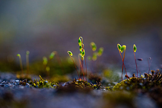 春天里的苔藓