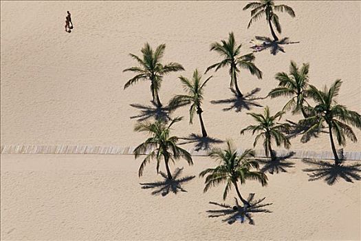 棕榈树,俯视,海滩,圣安德烈斯岛,特内里费岛,加纳利群岛,西班牙,欧洲