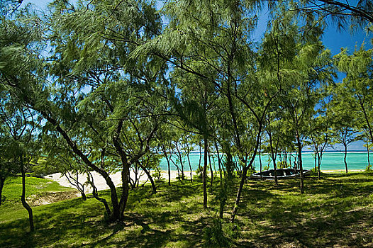 树,海岸,毛里求斯