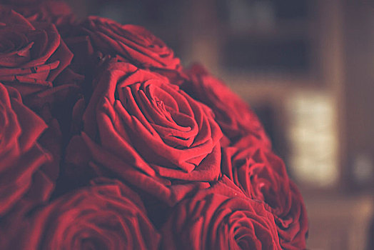 玫瑰,特写,红花