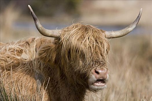 家牛,高原牛,茂尔岛,内赫布里底群岛,苏格兰