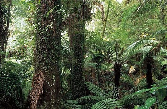 雨林,丛林,维多利亚,澳大利亚,世界遗产,澳新地区,植物,蕨类