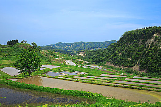 阶梯状,稻田,山形县