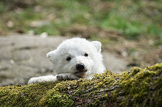 北极熊,幼兽,3个月,动物园,慕尼黑,上巴伐利亚,巴伐利亚,德国,欧洲