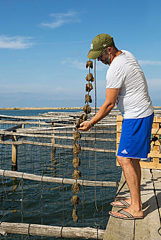 牡蛎养殖,巴伊亚,三角洲,自然保护区,塔拉戈纳省,加泰罗尼亚,西班牙,欧洲