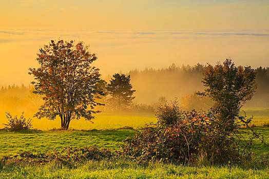 秋天,树,早晨,雾,奥地利,欧洲