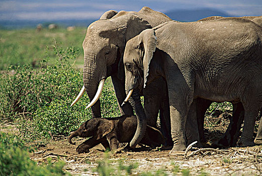 非洲象,女性,护理,诞生,幼兽,努力,安伯塞利国家公园,肯尼亚
