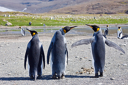 帝企鹅,湾,南乔治亚,亚南极,南极