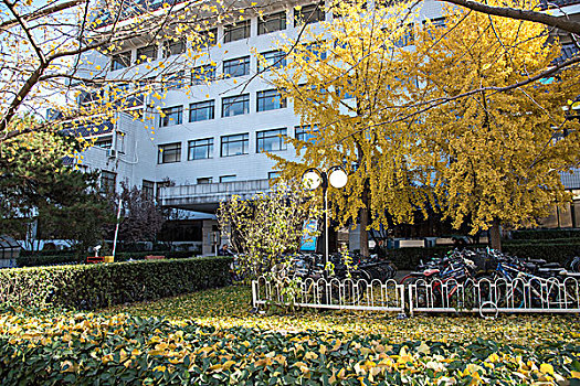 北京大学