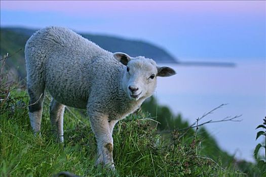 羊羔,海岸,丹麦