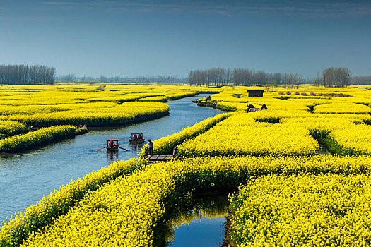 中国兴化市清晨的水上油菜花