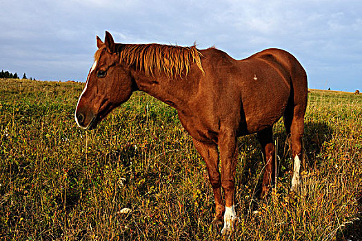 马,站立,草原,萨斯喀彻温,加拿大