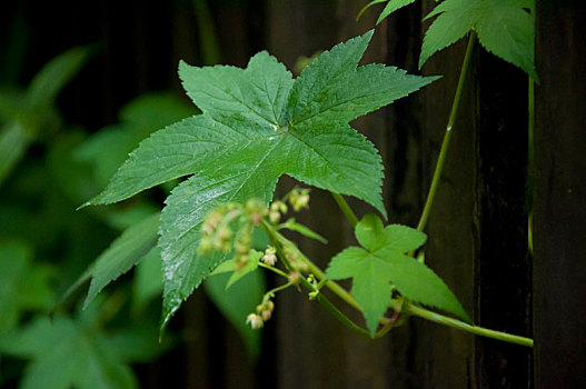 森林到处都是野花,牵牛花