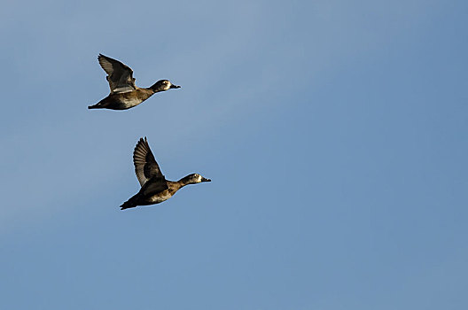 两个,环颈鸭,飞,蓝天